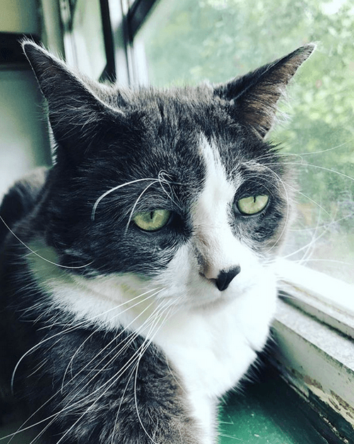 cappy