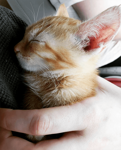 simba
