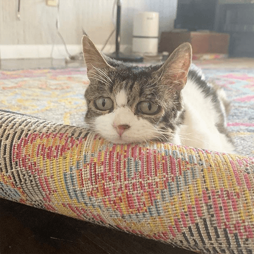 marmie