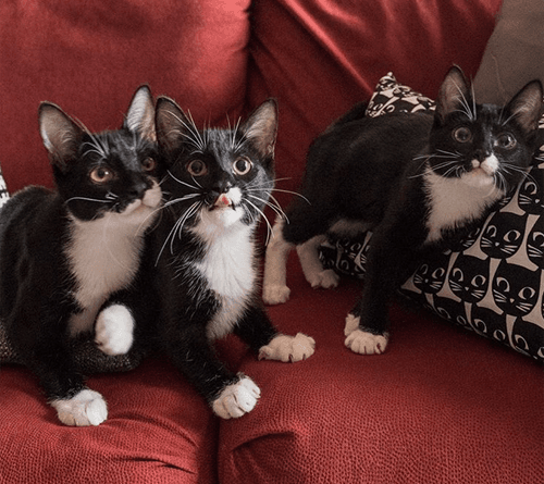 tuxies