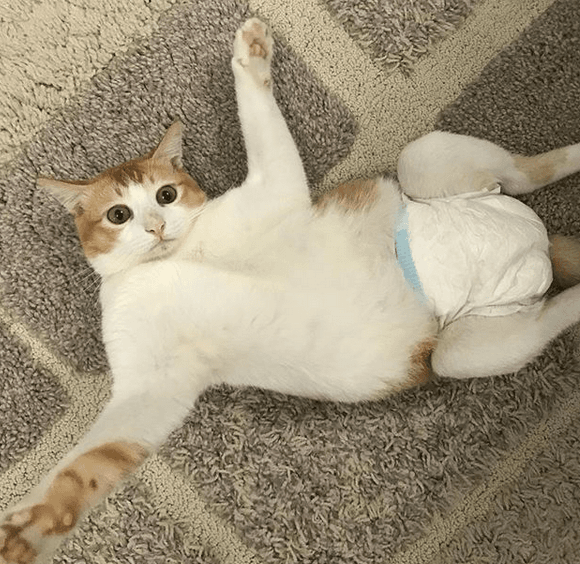 happycatfeature