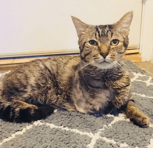 albert