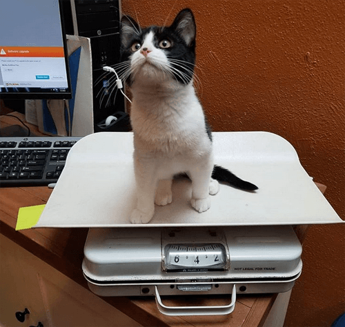 quasi
