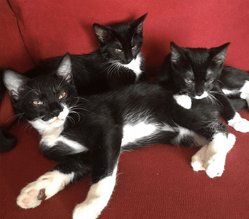 tuxies