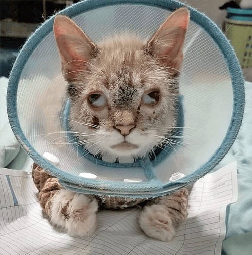gizmo