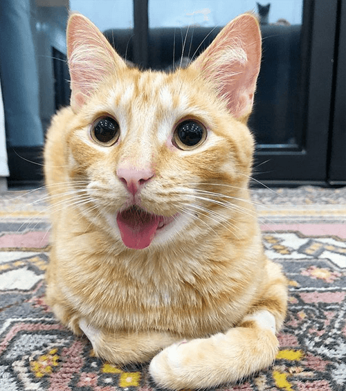 chester