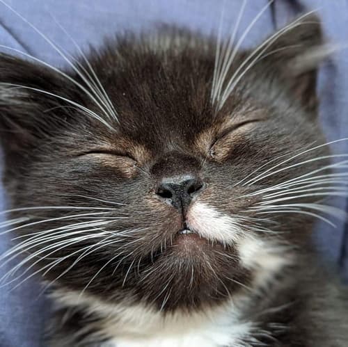 smudge