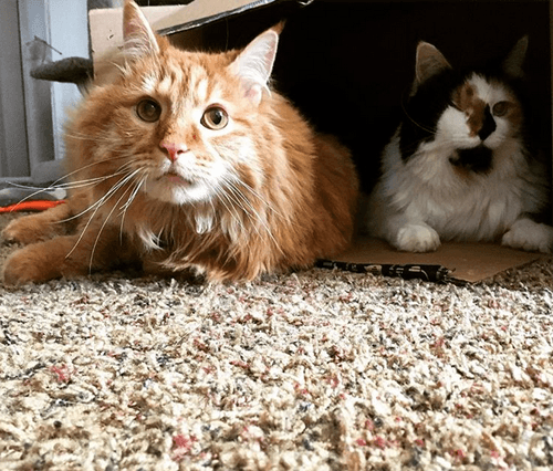 lunahobbes