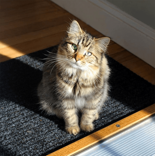 hazel