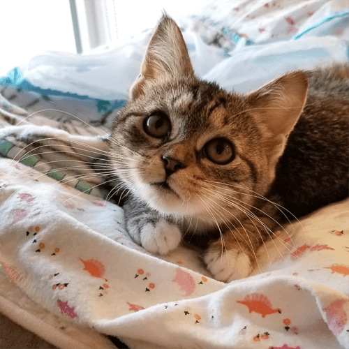 fiona