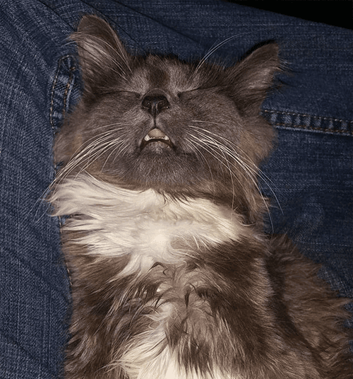 sybil