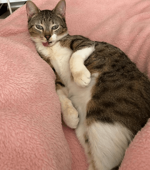 harvey