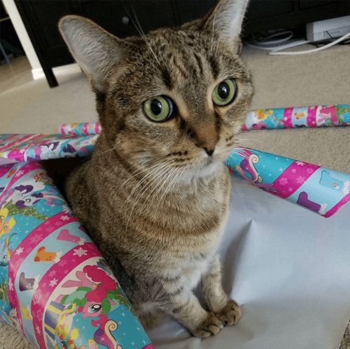 mitsy