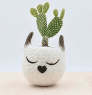 catplanter