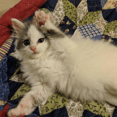 albert