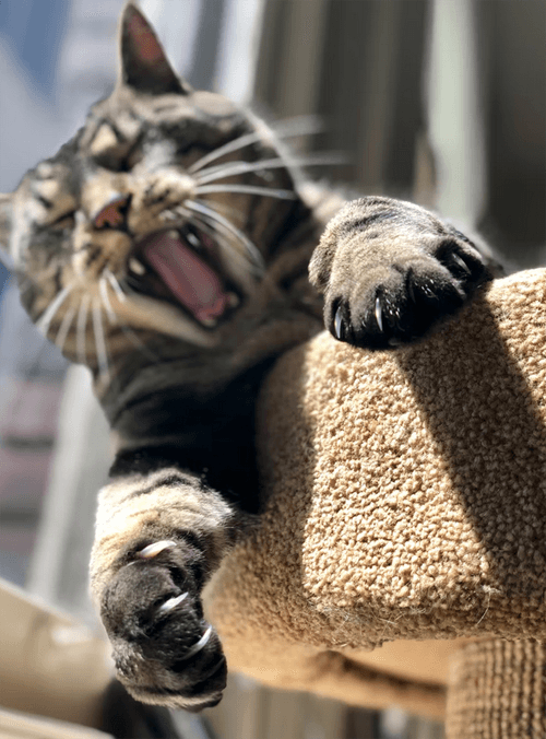 catlitter7forarticle