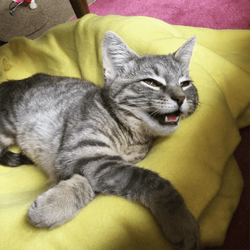 hugo