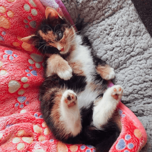 callie