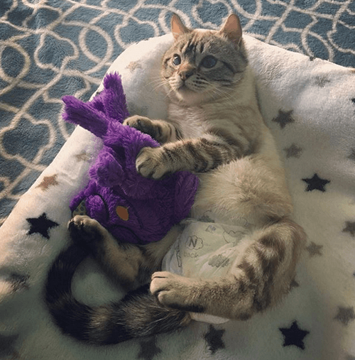 roo