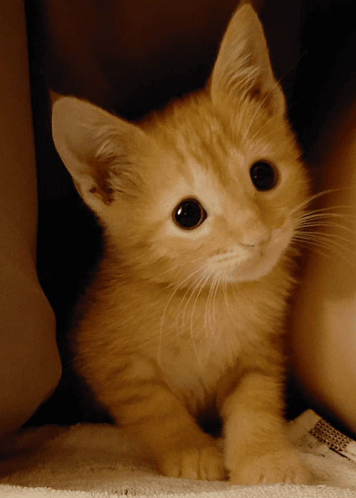 simba