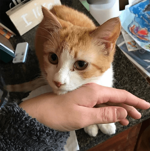 garfield