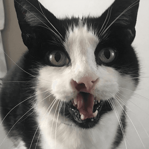 bo