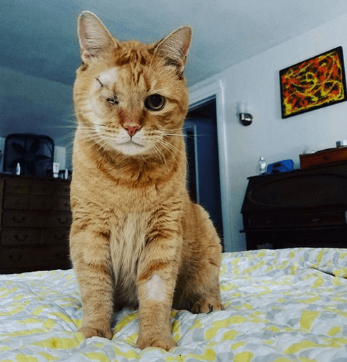 darwin