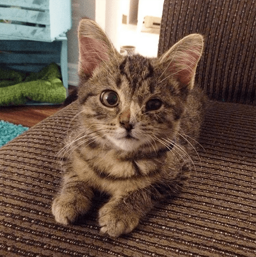 nora