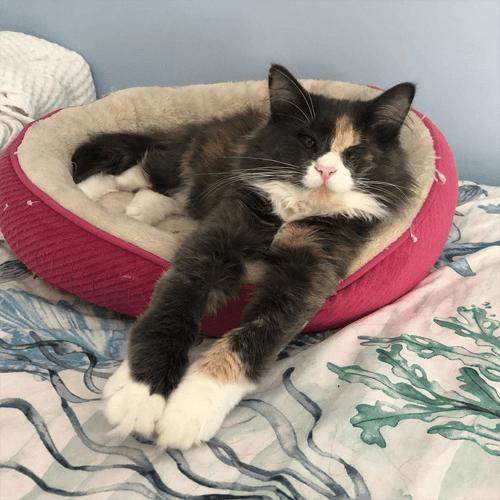 callie