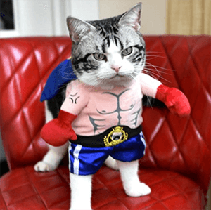 catcostume