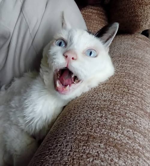 toby