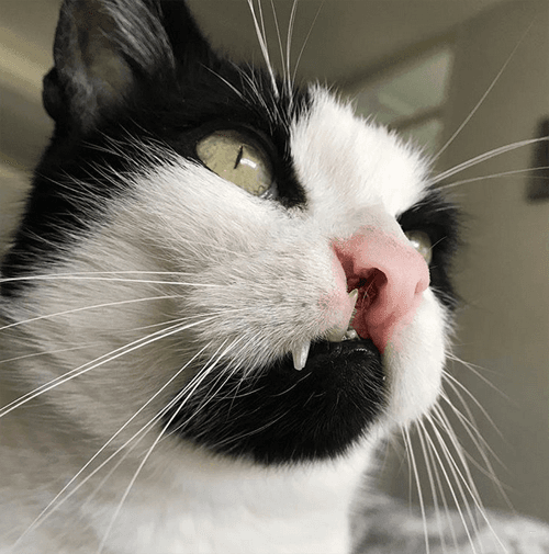 bo