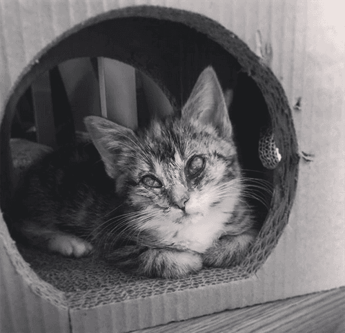 echo