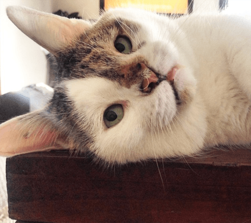 bub