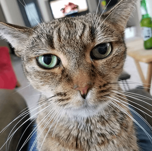 mitsy