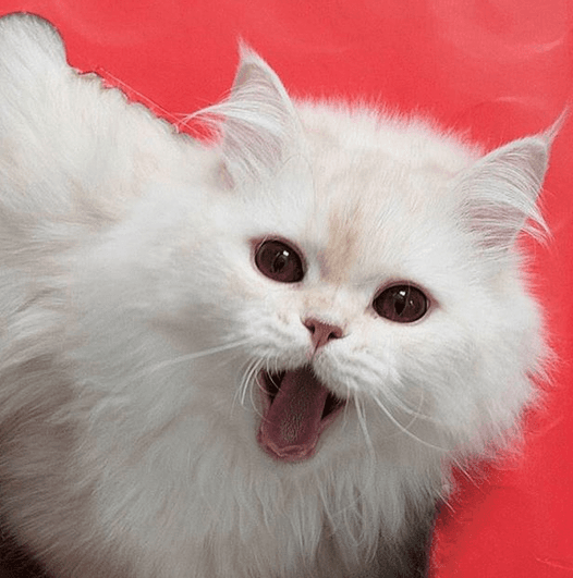 tobyfeature