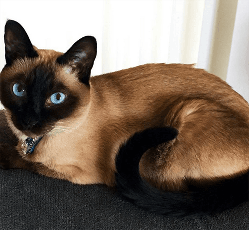 keiko