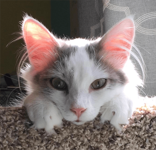 albert