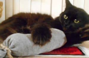 catnip-kick-pillow