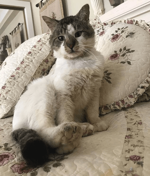 otto