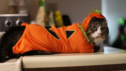Halloween-Cat-Wallpaper-5