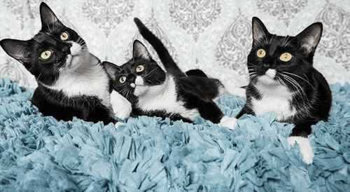 tuxies
