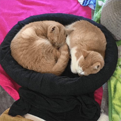 oatybagel