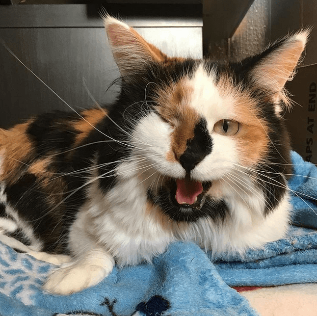 luna hobbes feature