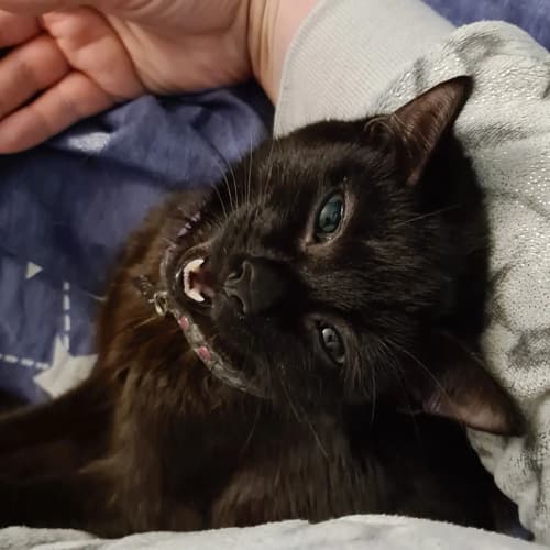 Luna4