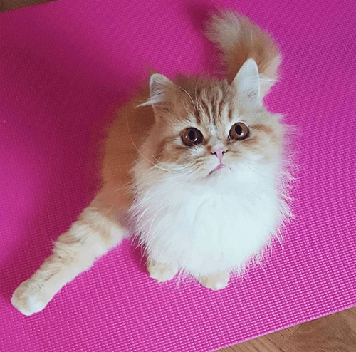 amika