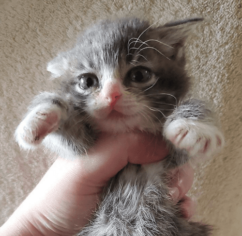 winky