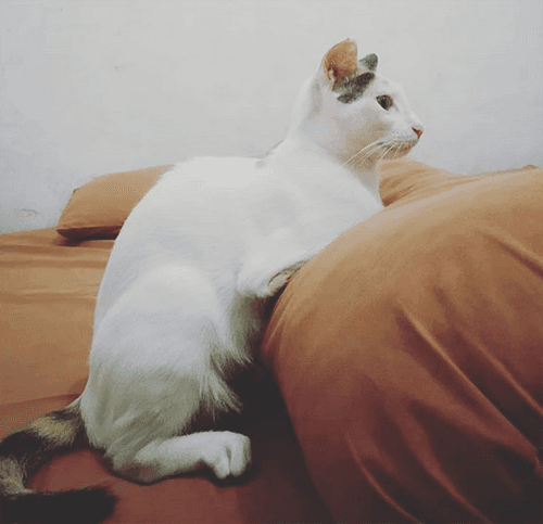 kuku