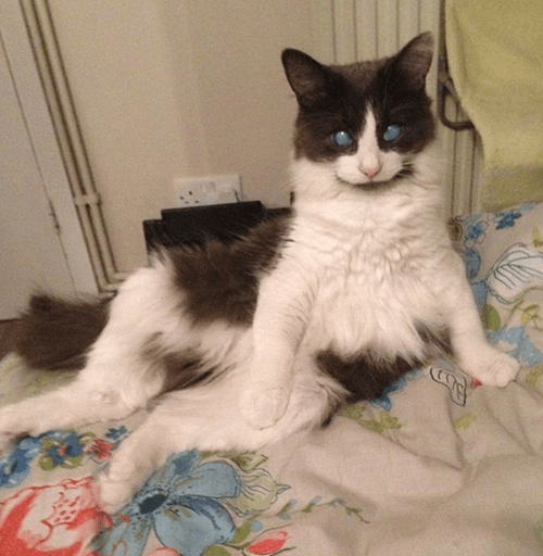louie