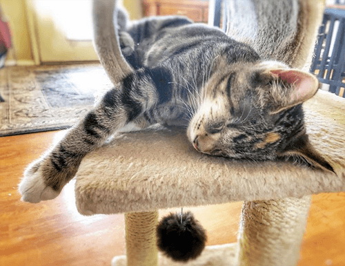 echo